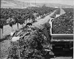 BrooksideWinery1971