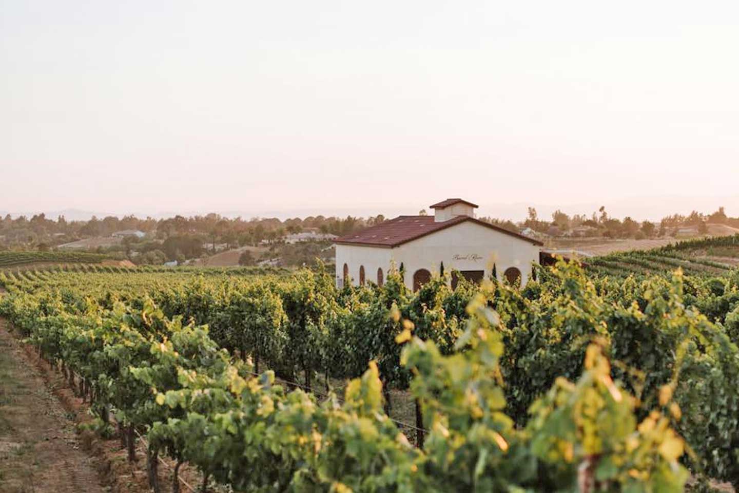 Danza del Sol Winery