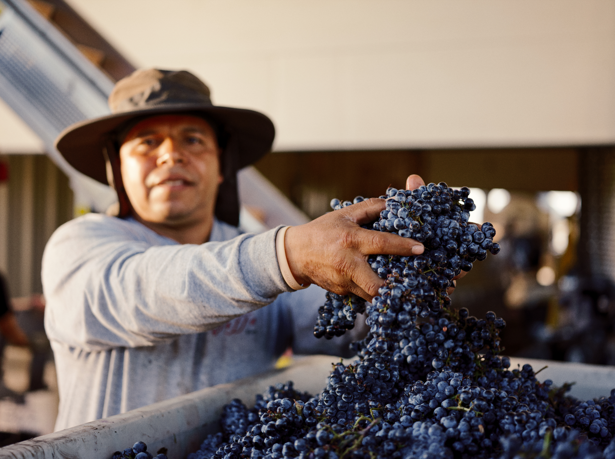 Harvest in Temecula California