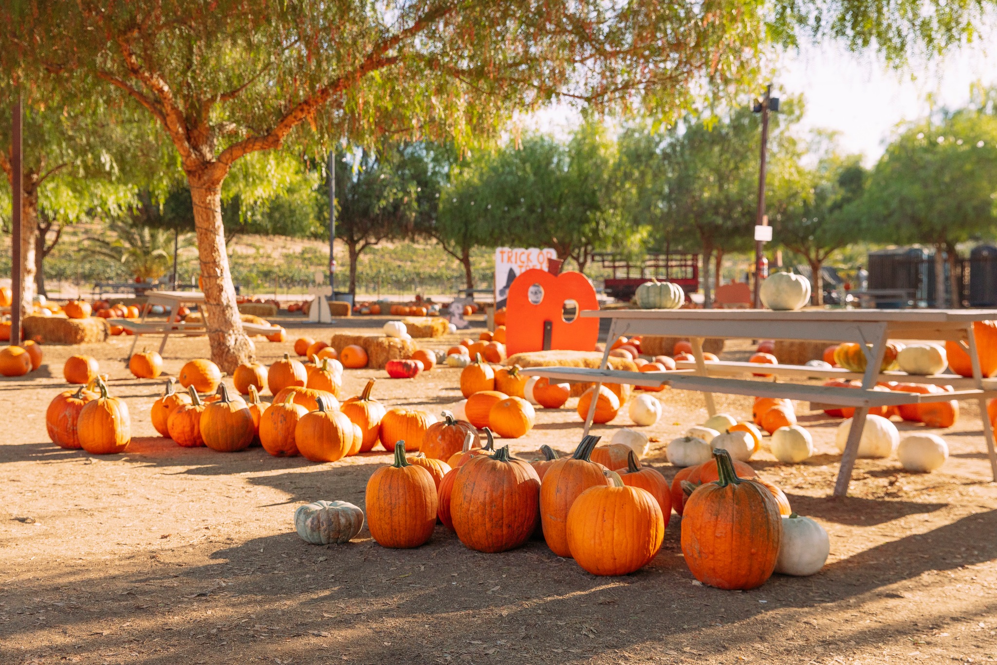 Peltzer Pumpkin Farm in Temecula California