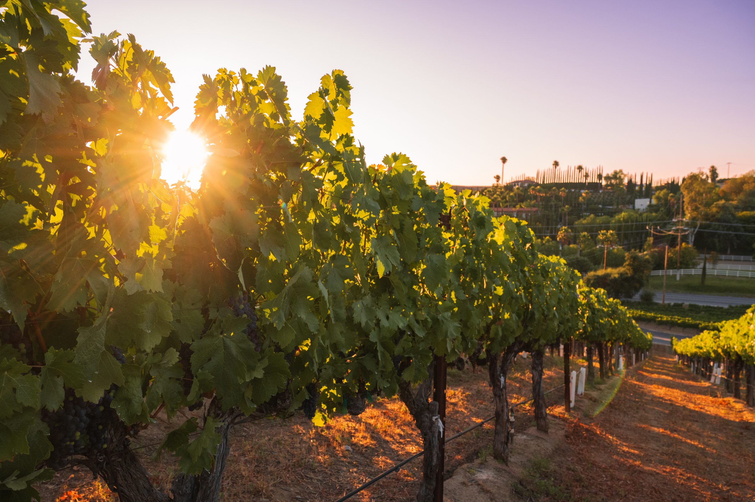 Sunset in Temecula Valley Wine Country