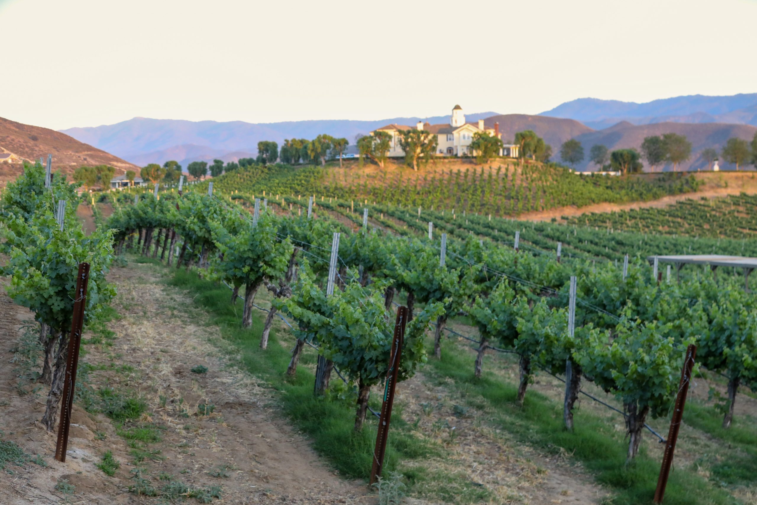 Leoness Cellars Vineyard