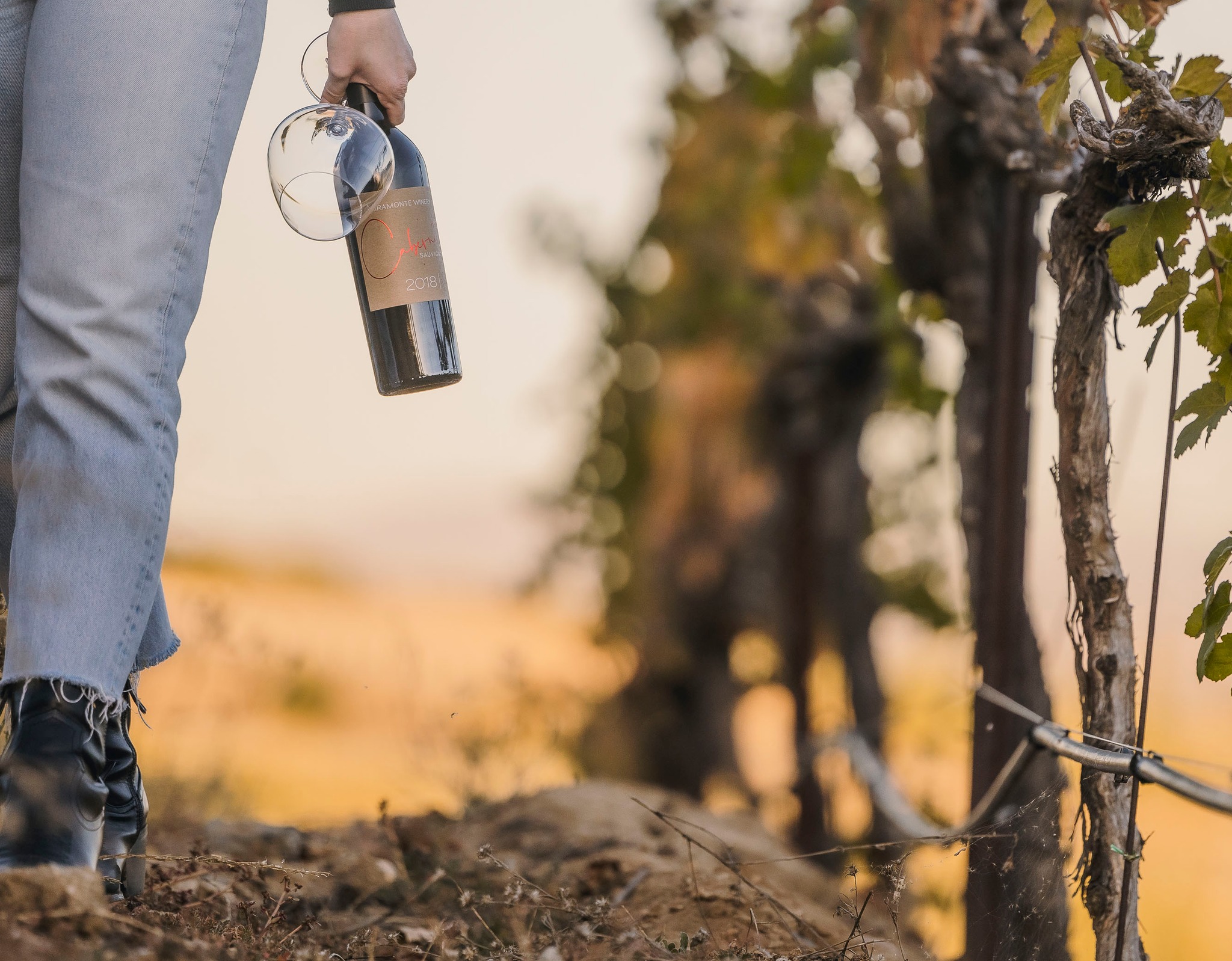 Temecula Valley Vineyard